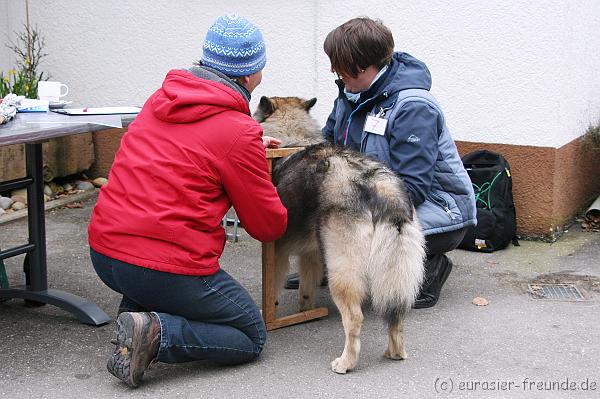 (Foto Goslar) Koerung Benno_14.03.2015_IMG_6910.png